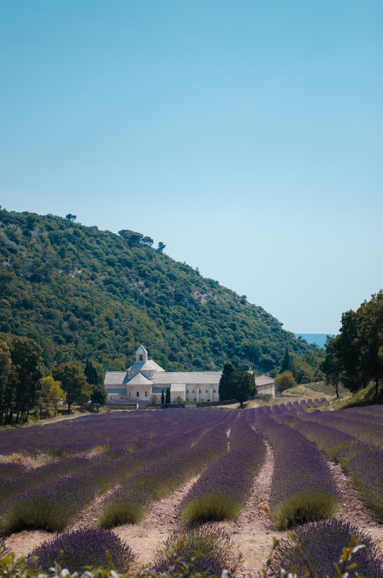 Lavender in Provence July