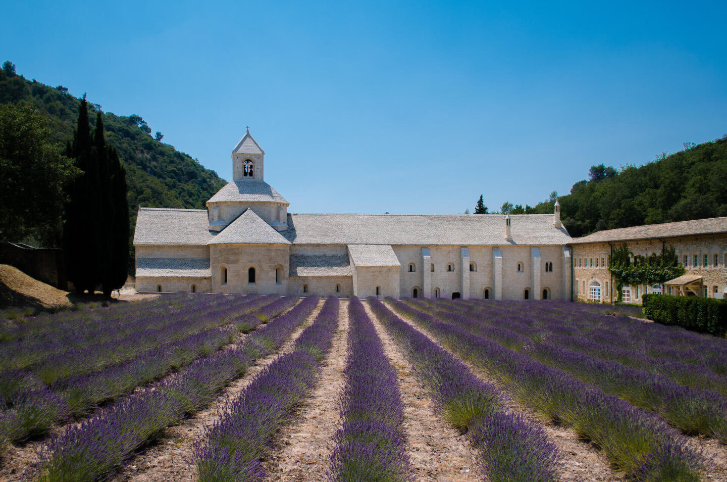 Lavender in Provence when